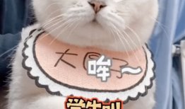 小猫咪视频,小猫咪视频集锦