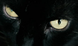 黑猫视频,揭秘网络世界的神秘面纱