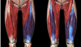 股四头肌锻炼方法视频,高效塑形，轻松打造强健大腿